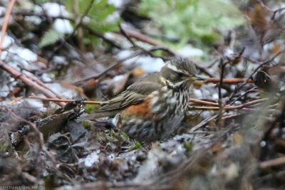 Redwng, Turdus iliacus, Alkärret 240113.jpg