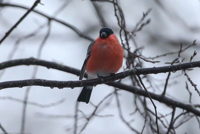 Bullfinch, pyrrhula pyrrhula, Lomma södra 240113.jpg