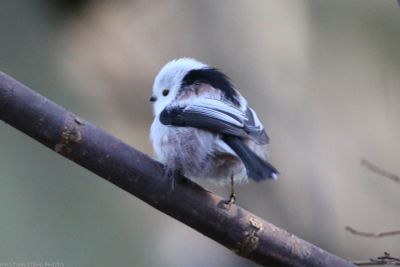 Long-tailed tit, Aegithalos c caudatus, Kyrkfuret 240114.jpg