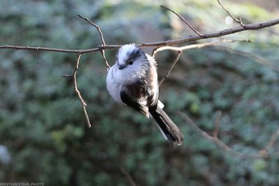 Long-tailed tit, Aegithalos c europaeus, Kyrkfuret 240114.jpg