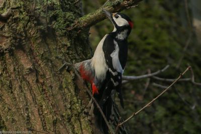 Great Spotted Woodpecker, Dendrocopos major, kyrkfuret 240114.jpg