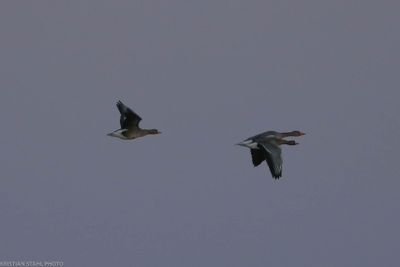 Greater White-fronted Goos, Anser albifrons, Löddesnäs 240108-2.jpg