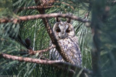 Long-eared Owl, Asio otus, Alnarpsparken 240114.jpg