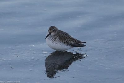 Dunlin, Calidris a alpina, Lomma södra 240116-2.jpg