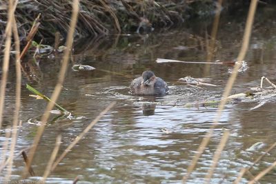 Little Grebe, Tachybaptus ruficollis, Kyrkfuret 240114-2.jpg