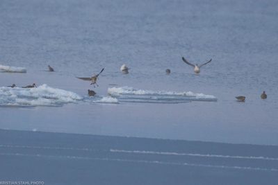 Curlew, Numenius arquata, Lomma Södra 240116.jpg