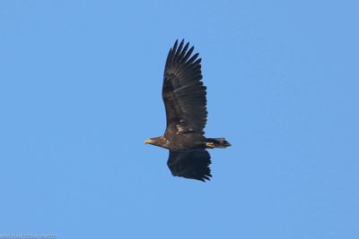 White-tailed Eagle, Haliaeetus albicilla, Lomma Södra 240203.jpg