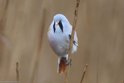 Bearded reedling, Remiz pendulinus, Ad Male, habogårdsdammen 240219-2.jpg
