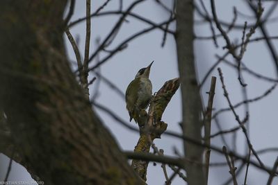 Green Woodpecker, Female, Picus viridius, Alnarpsparken 240326.jpg