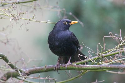 Blackbird, Turdus merula, Alnarpsparken 240326.jpg