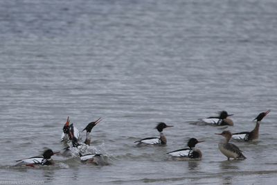 Red-breasted merganser, Mergus serrator, Lomma Södra 240416.jpg