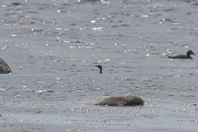 Pygmy Cormorant, Microcarbo Pygmeus, Höganäs 240701-2.jpg