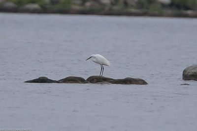 Silkeshäger, Hagbyhamn 240725-4.jpg