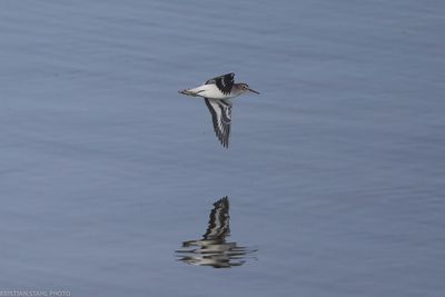 drillsnäppa, Lomma Södra 240818.jpg
