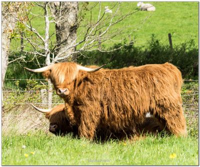 cosse_Scotland 11