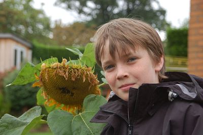 7th September 2008  Grandma's sunflower