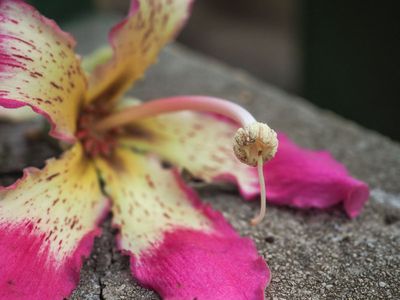 17th October 2022 flower from a banana tree