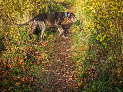 12th November 2022  quick hound walk