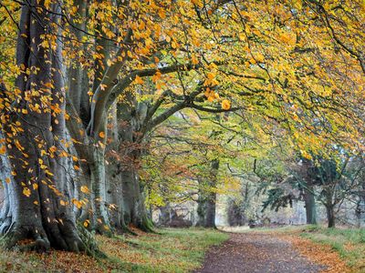 13th November 2022  last of the autumn leaves