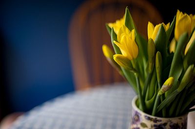 7th April 2023  Daffodils