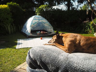 4th June 2023 comfy hound