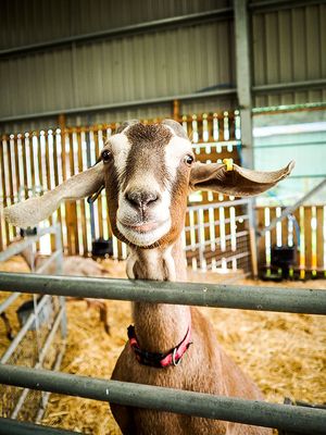 27th August 2023 goat