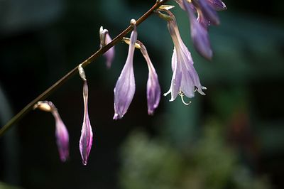 DSC_8110-001.jpg