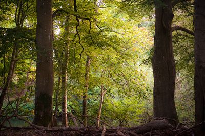 DSC_9093-001.jpg