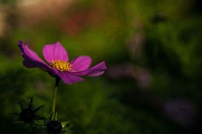 DSC_9119-001.jpg