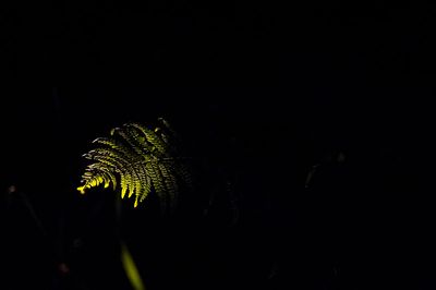 DSC_9167-001.jpg