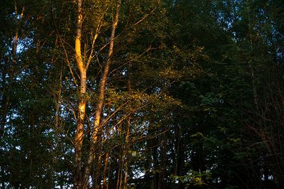 DSC_9179-001.jpg