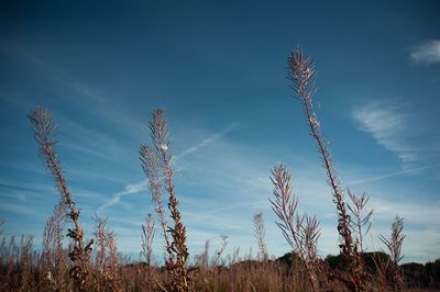 DSC_9281-001.jpg