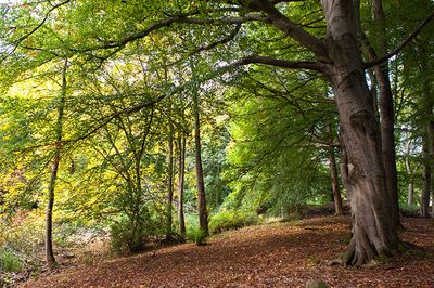 DSC_9919-001.jpg