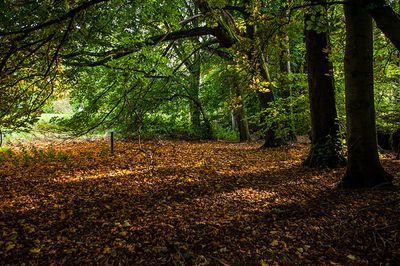 DSC_9939-001.jpg