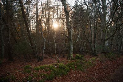DSC_0340-001.jpg