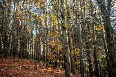 DSC_0402-001.jpg