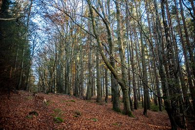 DSC_0404-001.jpg