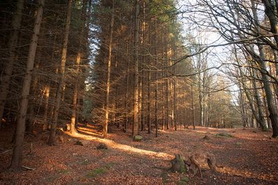 DSC_0414-001.jpg