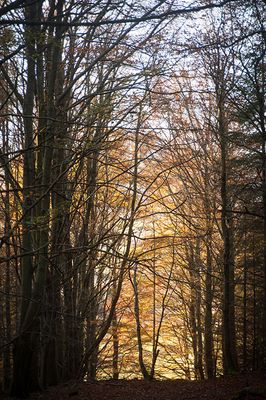 DSC_0417-001.jpg