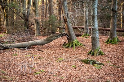 DSC_1545-001.jpg