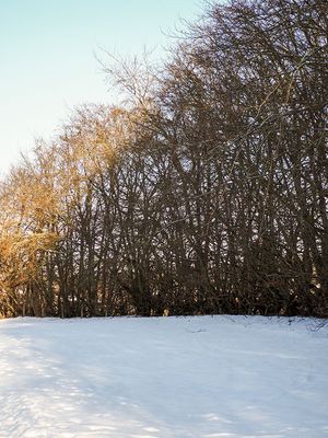 P1090121-2-001.jpg