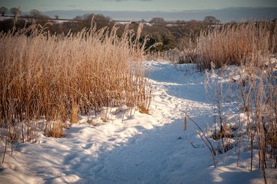DSC_2388-001.jpg