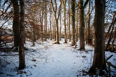DSC_2413-001.jpg