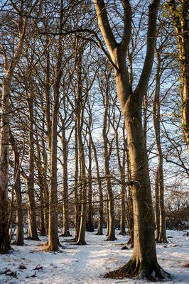 DSC_2416-001.jpg