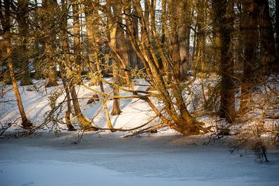 DSC_2447-001.jpg