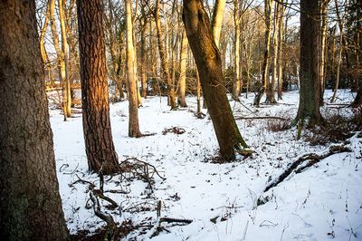 DSC_2453-001.jpg
