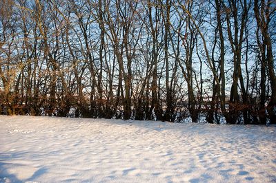 DSC_2463-001.jpg