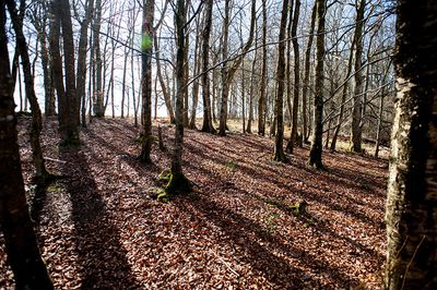 DSC_3525-001.jpg