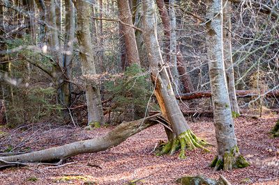 DSC_3655-001.jpg