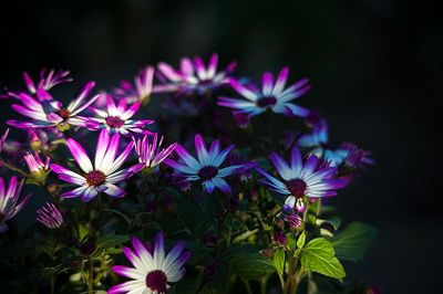 DSC_3680-001.jpg